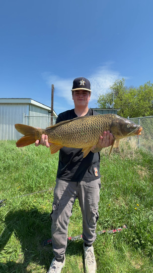 Common Carp