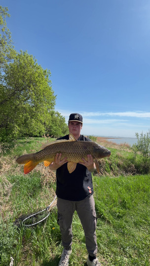 Common Carp