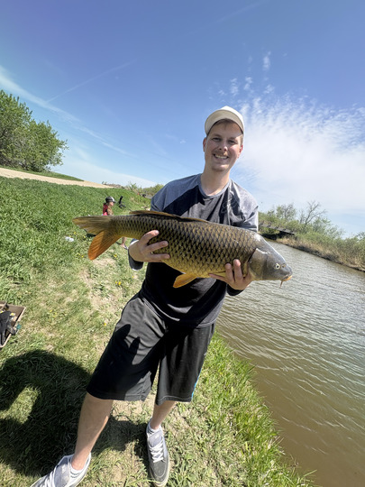 Common Carp