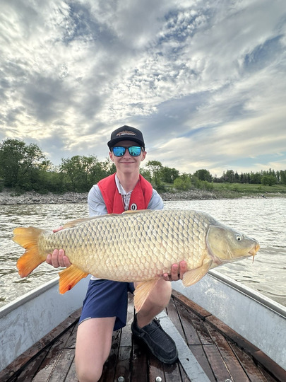 Common Carp