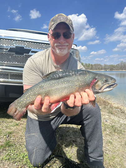 Brook Trout