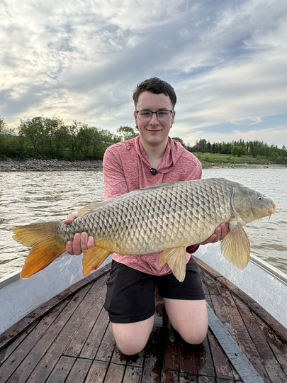 Common Carp