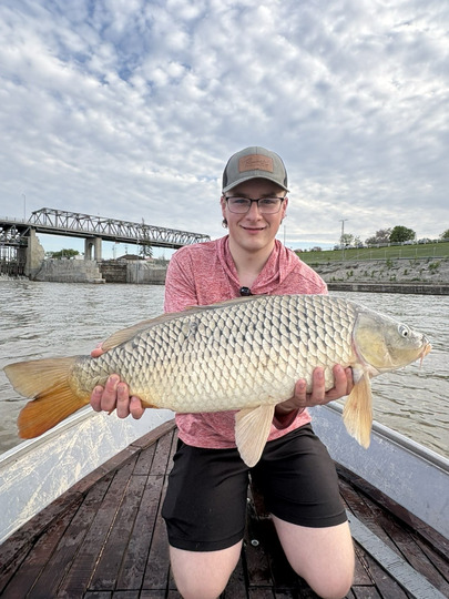 Common Carp