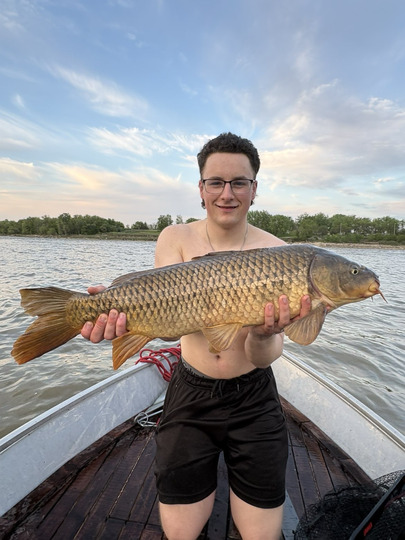 Common Carp
