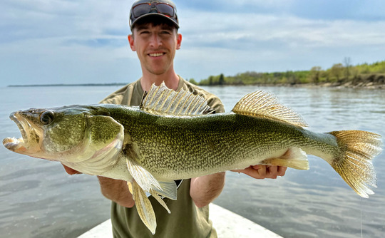 Walleye