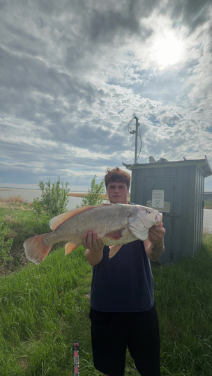 Freshwater Drum