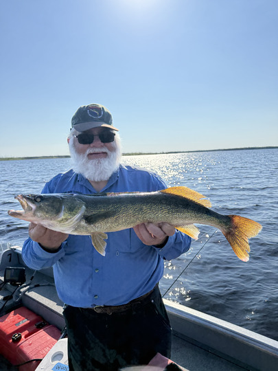 Walleye