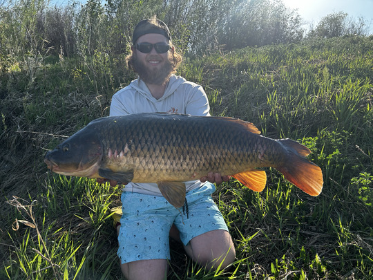 Common Carp