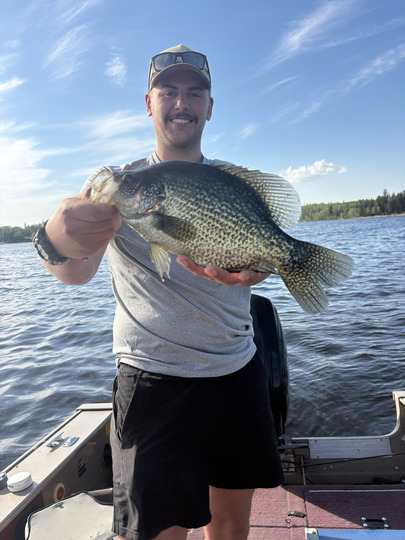 Black Crappie