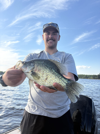Black Crappie