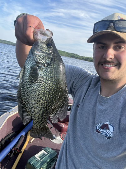 Black Crappie