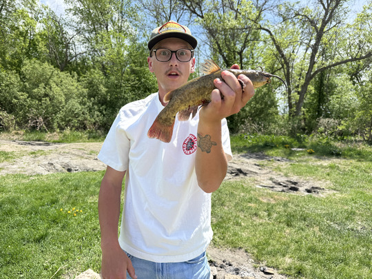 Bullhead