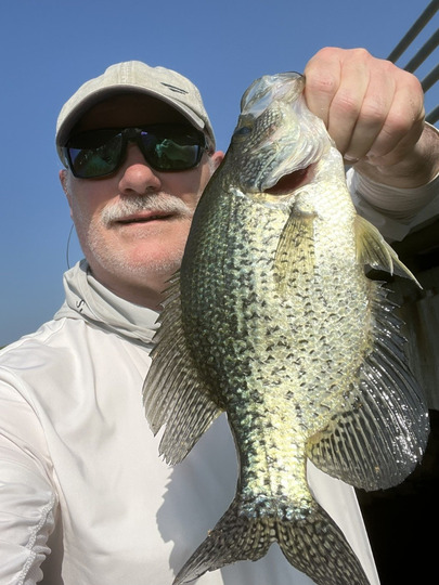 Black Crappie
