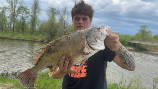 Freshwater Drum