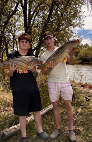 Common Carp