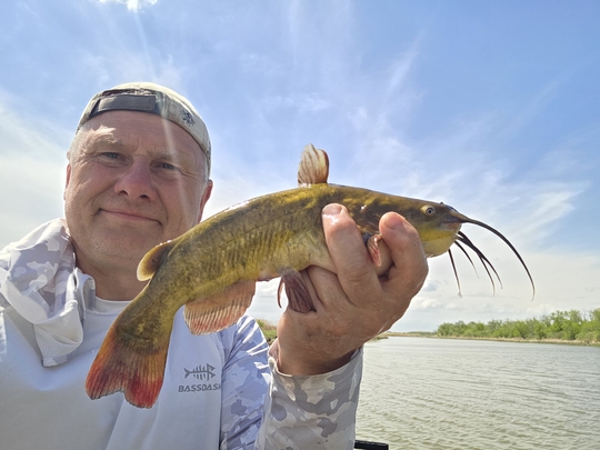 Bullhead