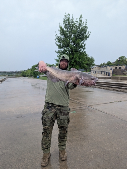Channel Catfish