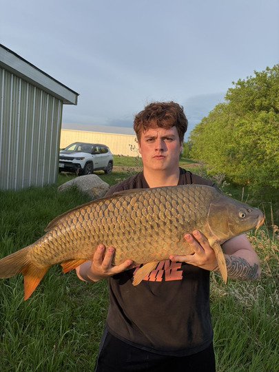 Common Carp