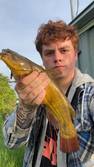 Bullhead