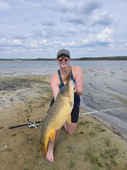 Common Carp