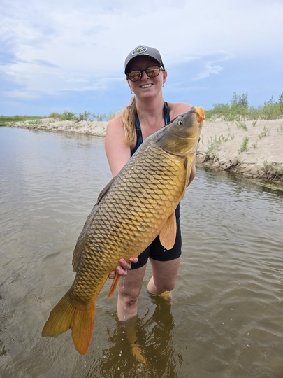 Common Carp