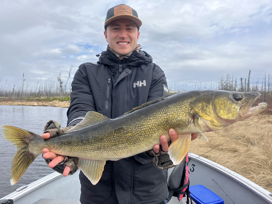 Walleye