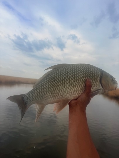 Sucker