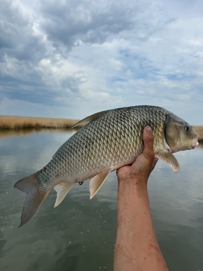 Sucker