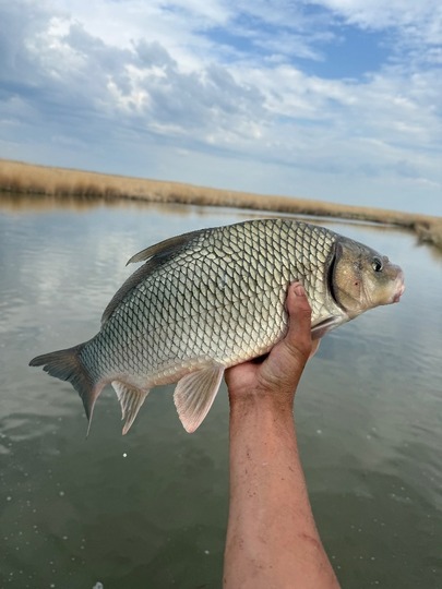 Sucker