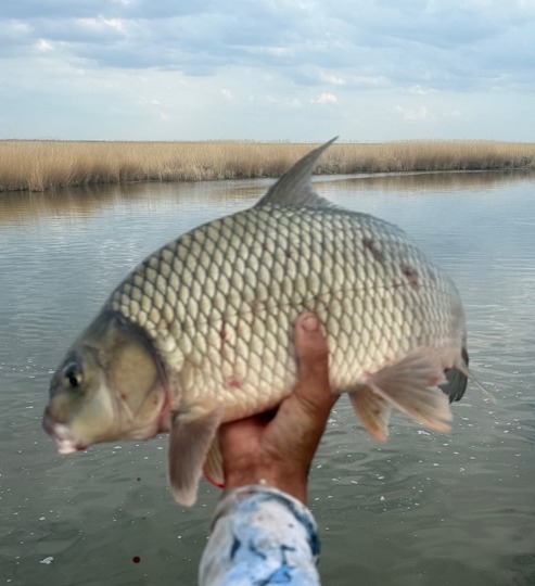 Sucker