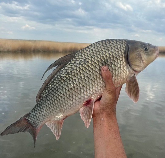 Sucker
