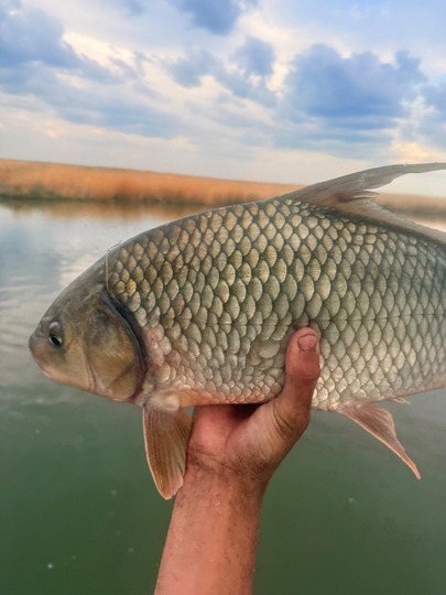 Sucker