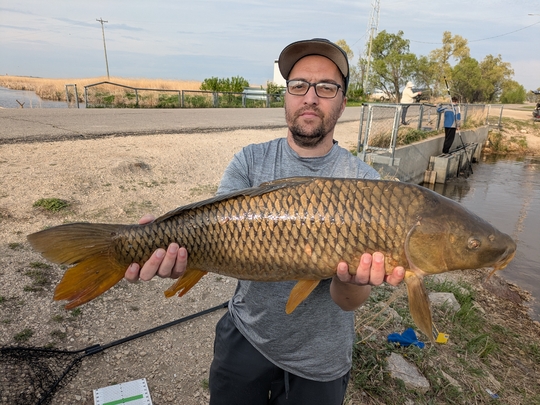 Common Carp