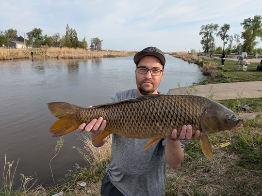 Common Carp