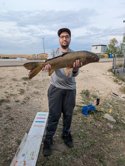 Common Carp