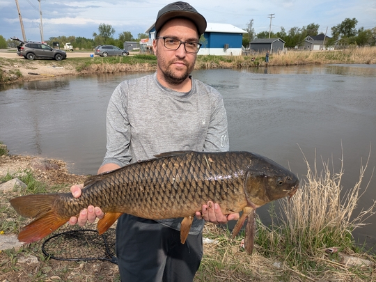 Common Carp