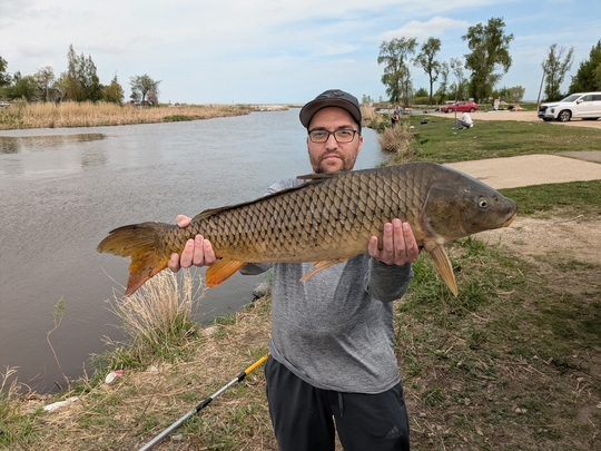 Common Carp