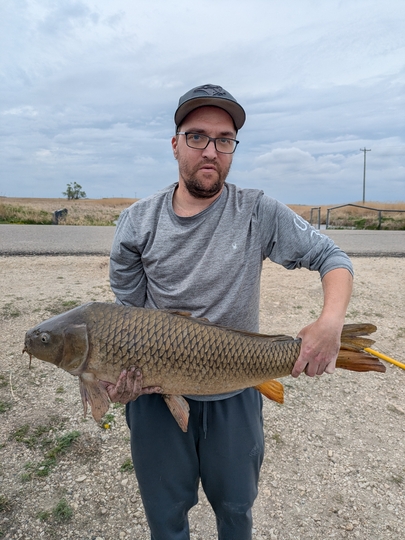Common Carp