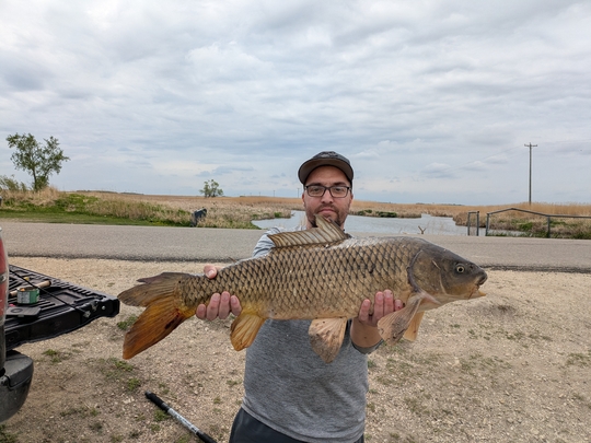 Common Carp