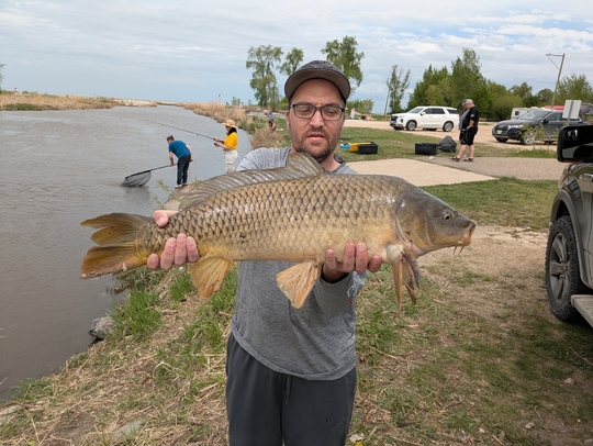 Common Carp