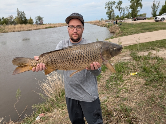Common Carp