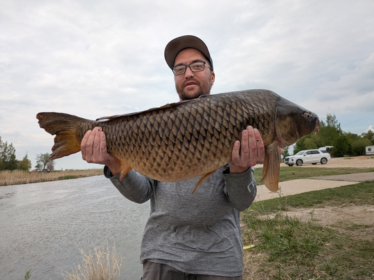 Common Carp