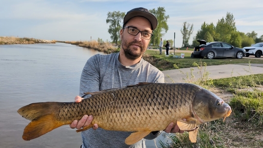 Common Carp