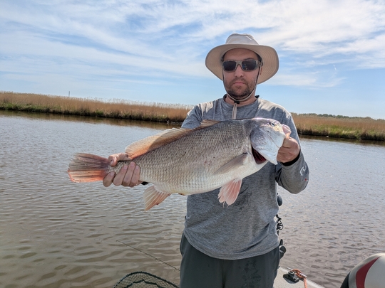 Freshwater Drum