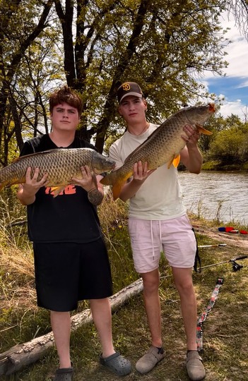 Common Carp