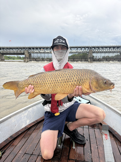 Common Carp