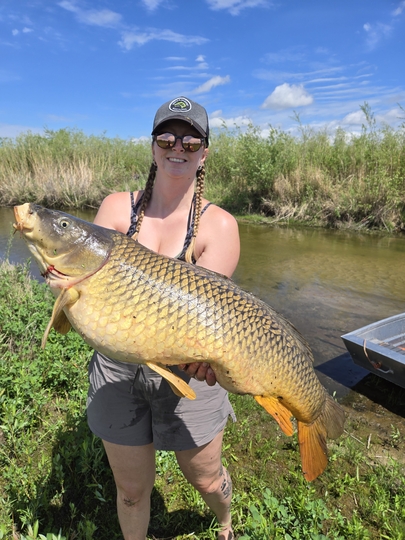 Common Carp