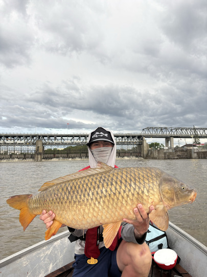 Common Carp