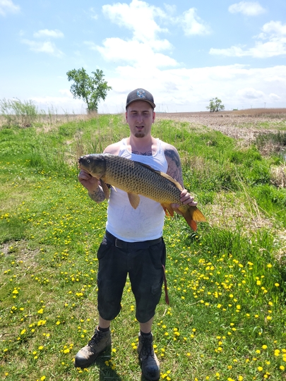 Common Carp