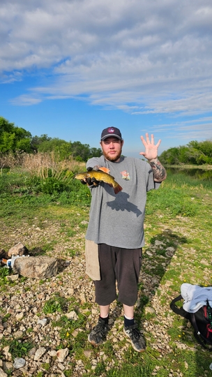 Bullhead